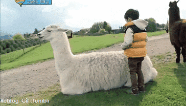 little kid tries to mount llama and fail falls