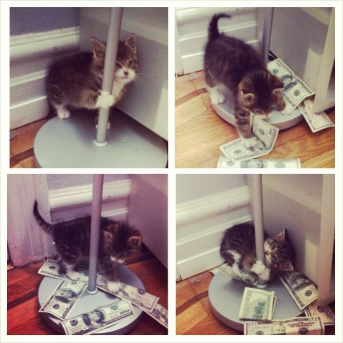 little pussy dancing around a poll, metaphor, lol, cash