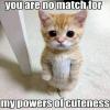 you are no match for my powers of cuteness, meme, kitten with big eyes standing on hind legs