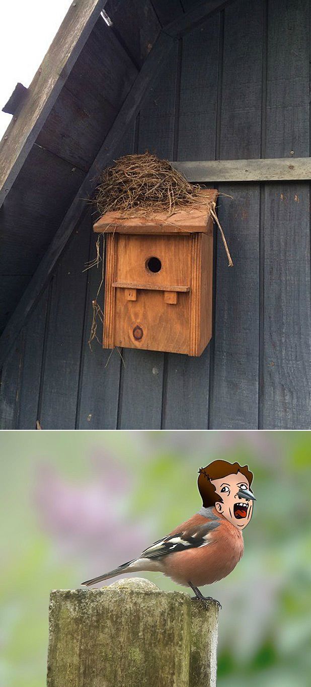bird makes nest on bird house, fail