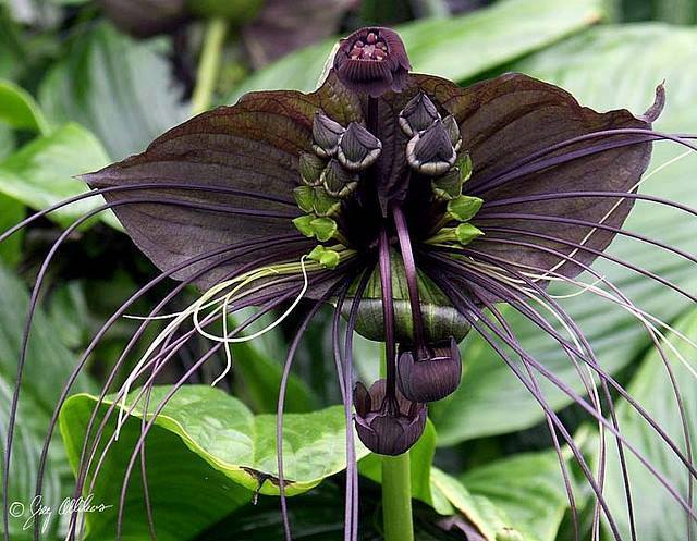 the beautiful black bat flower, tacca chantrieri, is a species of flowering plant in the yam family dioscoreaceae