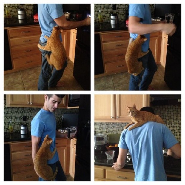32 hilarious struggles only cat people can understand