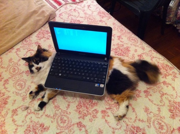 cats and laptops in soviet russia