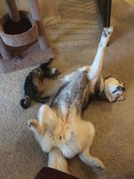 cat and dog doing yoga
