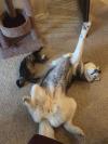 cat and dog doing yoga