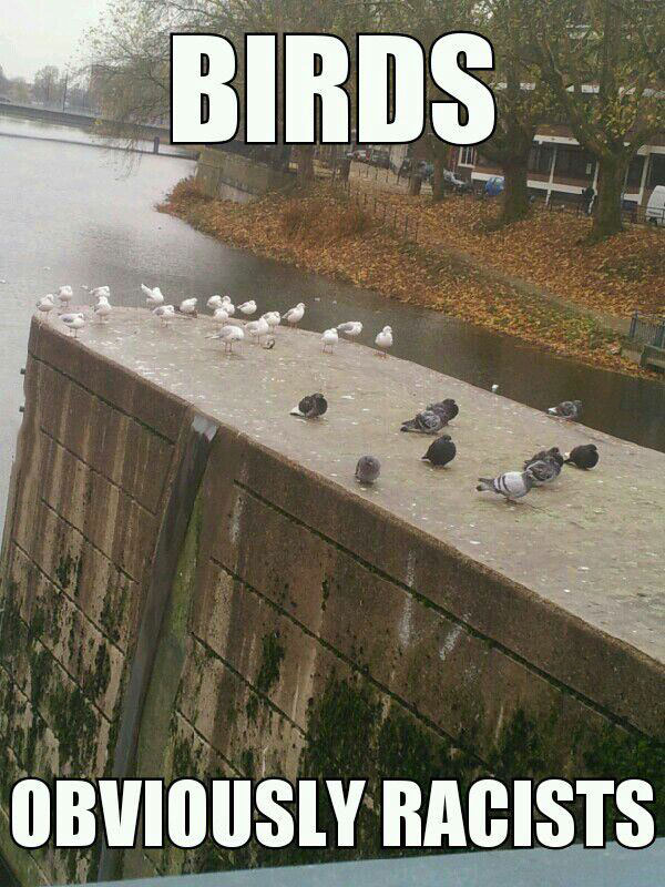 these birds are obviously racists, meme