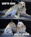 you're sexy, you're drunk, meme, leopard and a dog