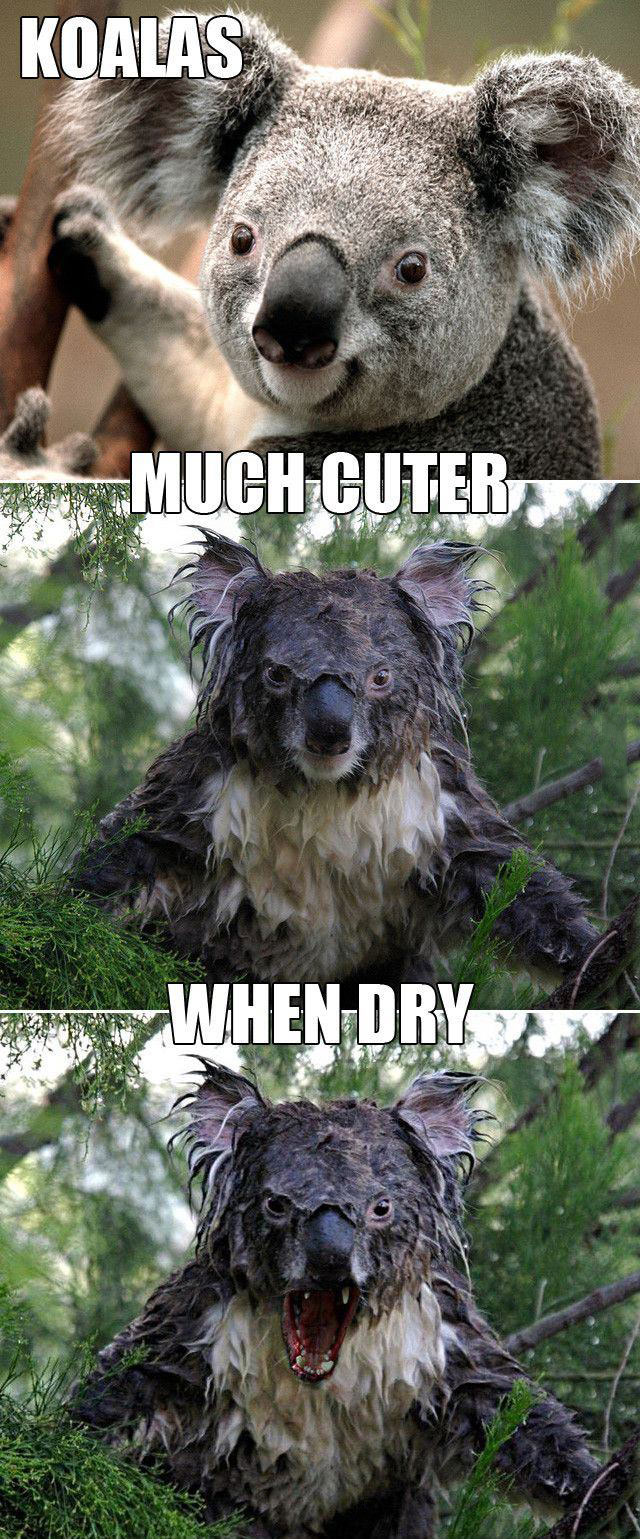 koalas much cuter when dry, meme