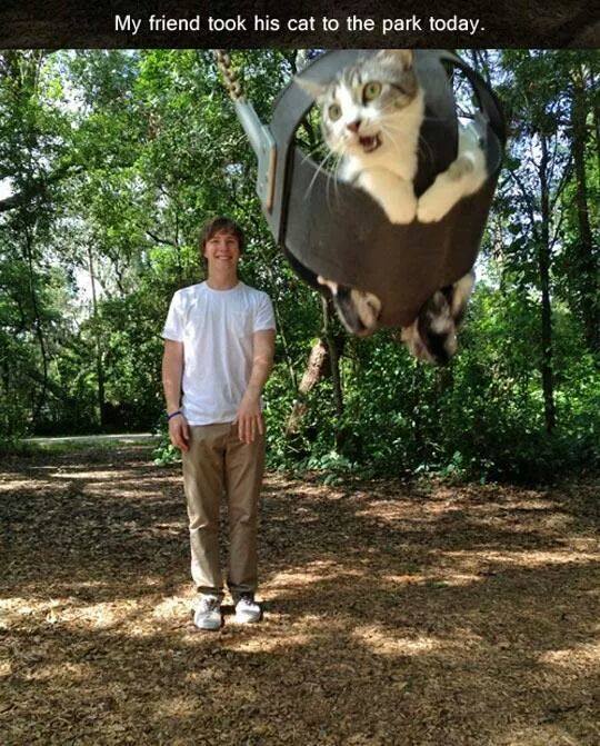 my friend took his cat to the park today, swing