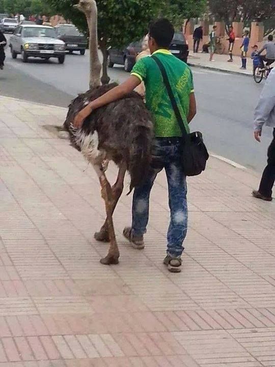 just me and my emu walking down the street