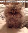 what i look like in the morning, fuzzy hair cat, meme