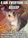 hilarious struggles only cat people can understand part two