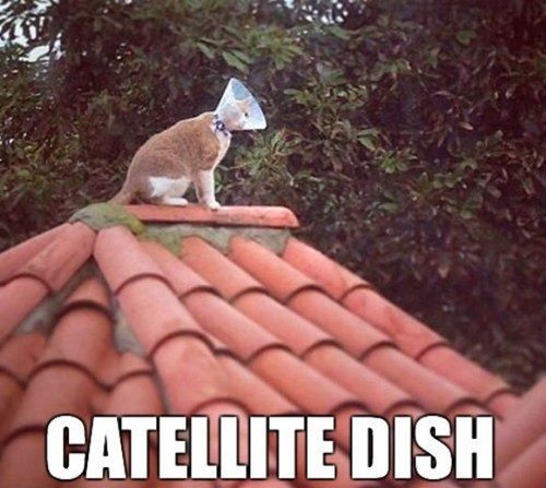 catellite dish, meme