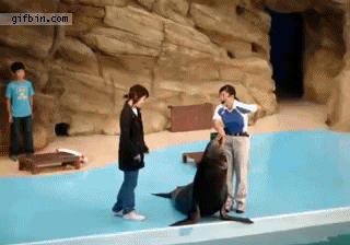 sea lion owns tourist