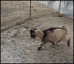 goat smoothly jumps over ice patch, cute, fail, win