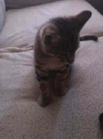 my kitten will not stand for obscene gestures
