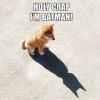 holy crap i'm batman!, dog, meme