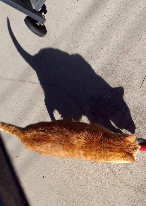 cat's shadow looks like a rat