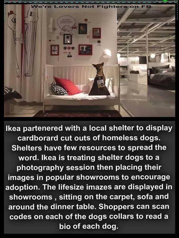ikea is teaming up with local animal shelters to make a difference