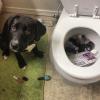 guilty dog put toiletries in the toilet bowl