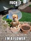 fuck it i'm a flower, dog with cone over head sitting in flower pot