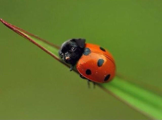 ladypug, photoshop