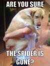 are you sure the spider is gone?, meme, dog in man's arms