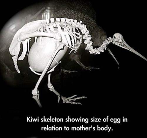 kiwi skeleton showing the size of the egg compared to its mother