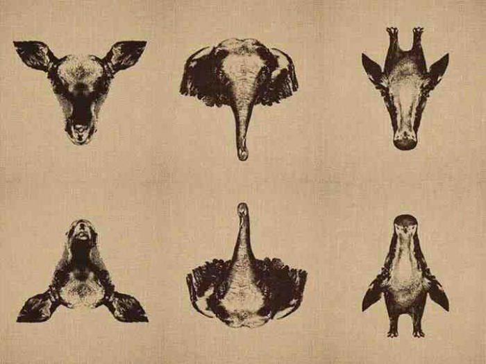 it's all a matter of perspective, optical illusion trick, upside down animals