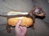 behold: a hot dog