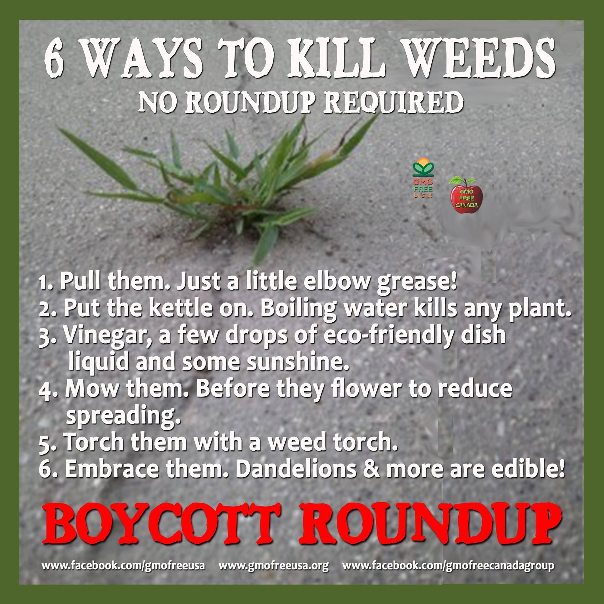 6 ways to kill weeks, no roundup required, herbicides, pollution, dangerous chemicals