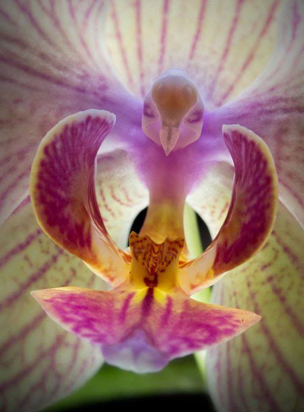 close up view of a moth orchid, flower, wow