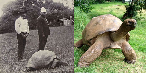 animal of the day: jonathan the tortoise in the year 1900 and today