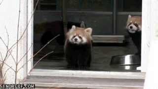 red panda gets the scare of his life