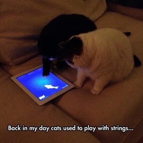 back in my day cats used to play with strings, ipad