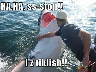 ha ha stop i'z tiklish, man tickling a shark, meme