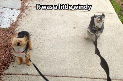 it was a little windy outside, dogs on a walk