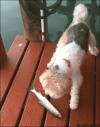 dog gets scared by dish and falls into water, lol, fail