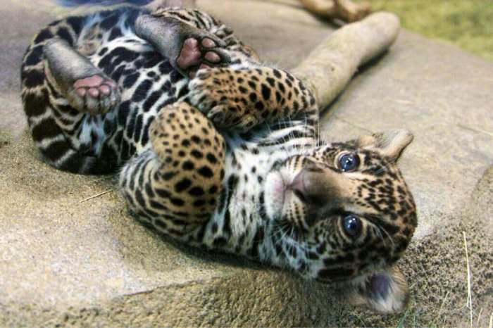 infant leopard, cute, animal