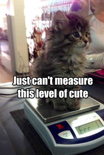 just can't measure this level of cute, kitten on a digital scale