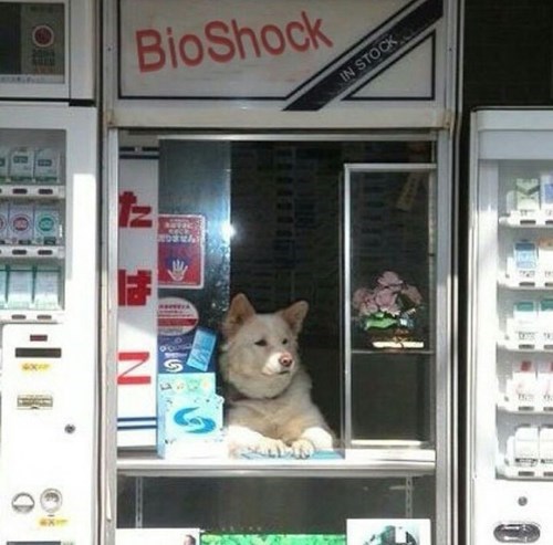 i can't tell what's weirder: the dog manning the window or the fact that they have bioshock in stock