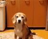 beagle catches ball with paws, cute, dog, puppy