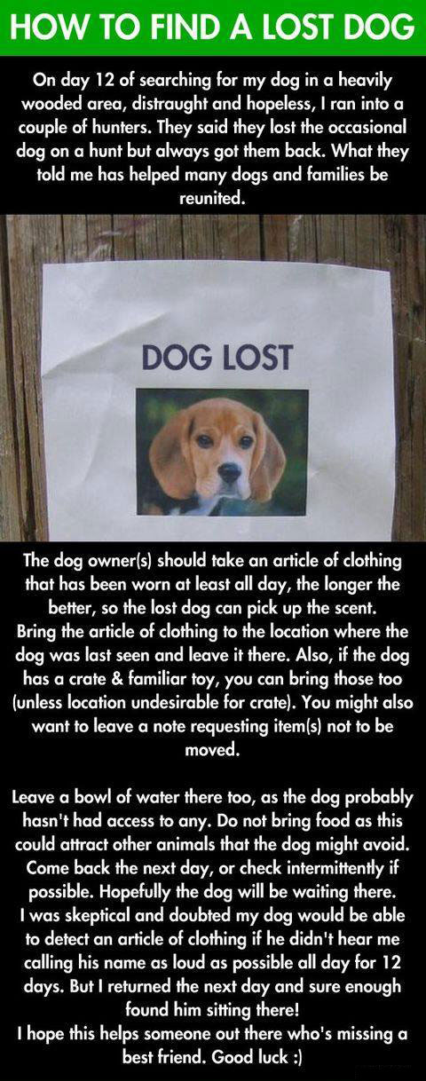 how to find a lost dog, the best way to get your dog back
