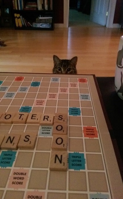 cat playing scrabble, soon
