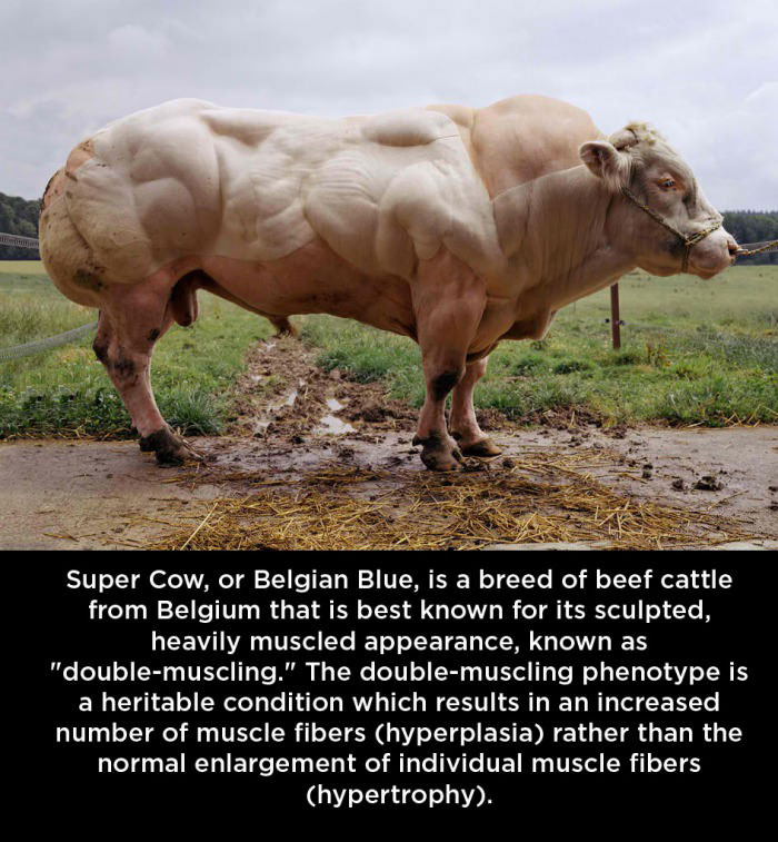 super cow or belgian blue is a breed of beef cattle from belgium that is best known for its sculpted heavily muscled appearance