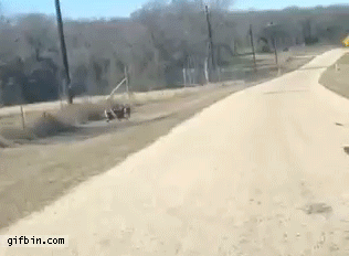 poor deer runs into fence, fail