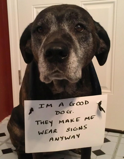 i am a good dog but they make me wear signs anyway
