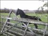 horse tries to jump over a fence and flips over, fail, ouch
