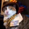 bling cat sporting gold chains and cash