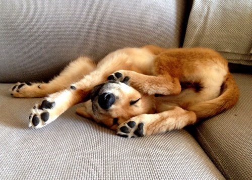 puppy pretzels are the best snack for your heart, sleeping dog is flexible